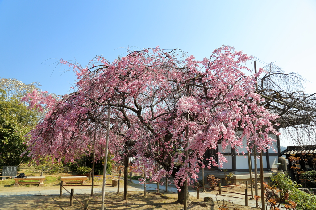 枝垂桜 17.04.04