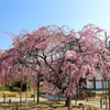 枝垂桜 17.04.04