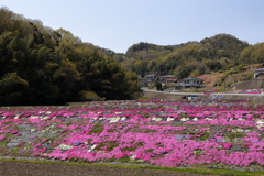 シバザクラの里 (1) 250416-159