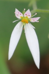 ファイト！！ 15.05.24