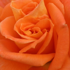 薔薇（１０）15.05.13