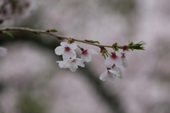 正福寺の桜 6) 16.04.04