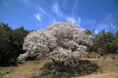 宿根の大桜(5)  210327-042