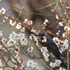 宮浦公園 (1) 250307-193
