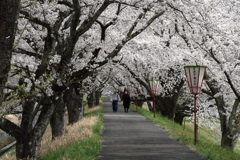 雲南の桜 (5) 250408-988