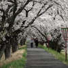 雲南の桜 (5) 250408-988