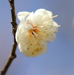 西野梅林 ① 250226-625