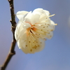 西野梅林 ① 250226-625