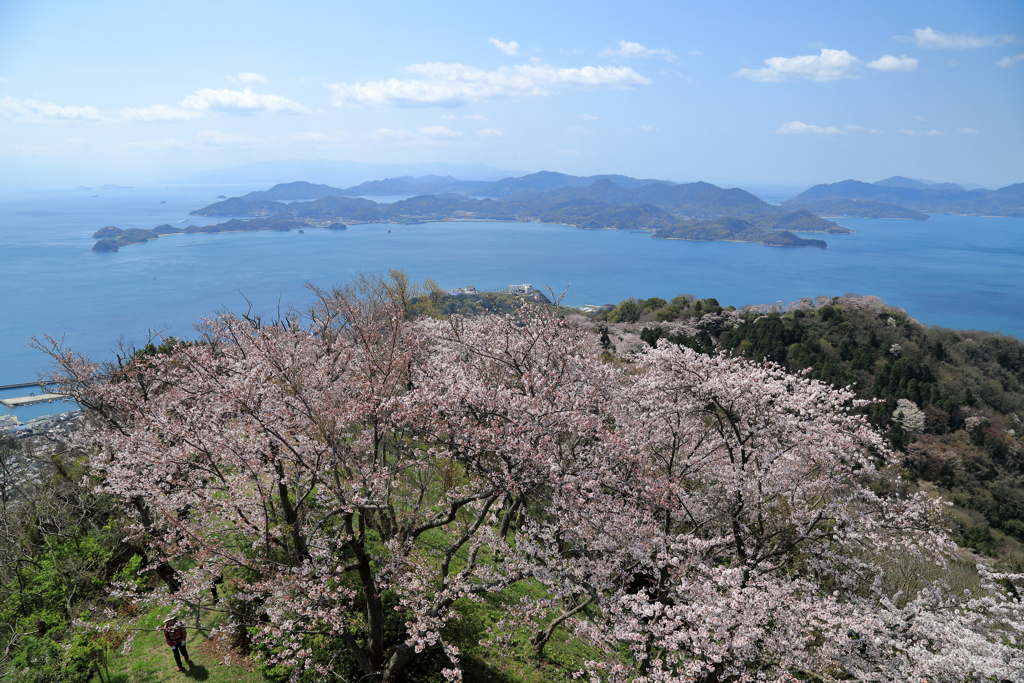 積善山三千本桜(3) 200402-913 