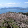積善山三千本桜(3) 200402-913 