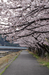 土手の桜　(2) 16.04.05