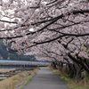 土手の桜　(2) 16.04.05
