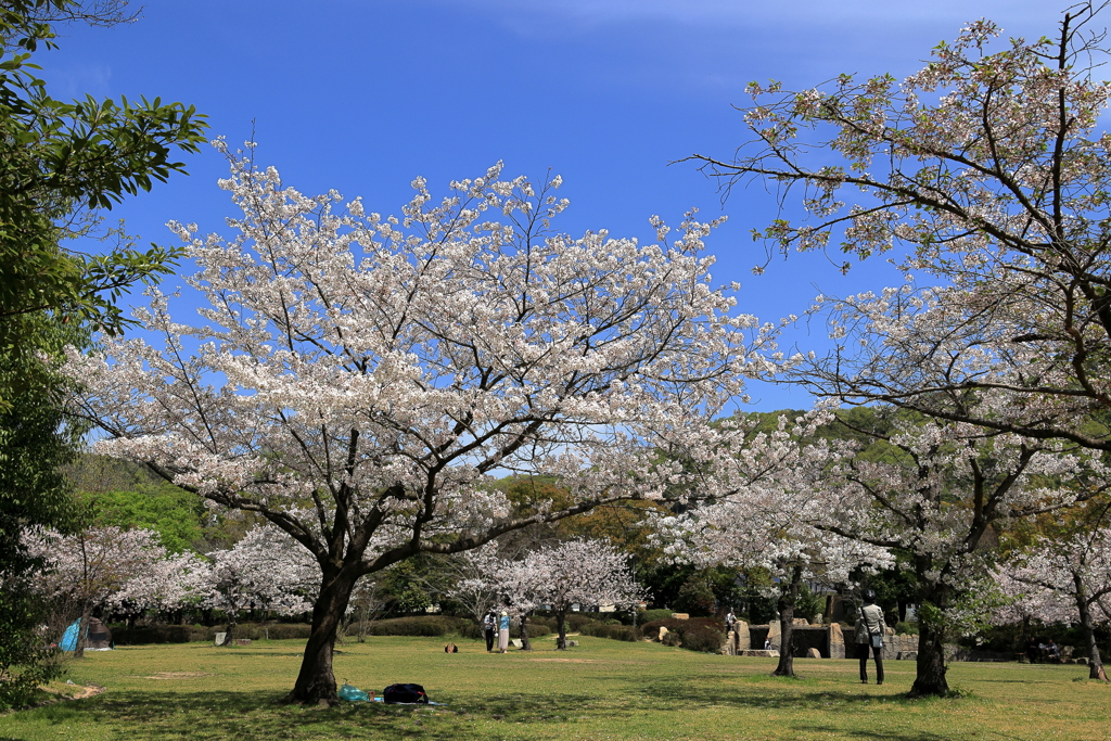 宮浦公園 (1) 240413-230