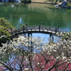 満開（三景園）(3) 17.02.28