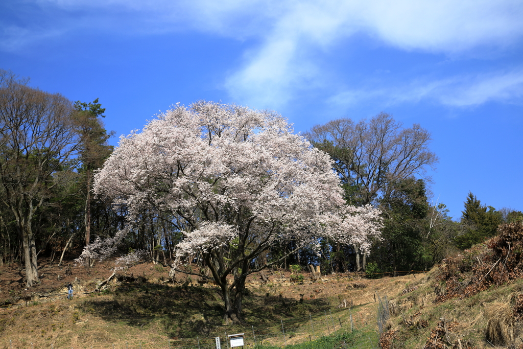 宿根の大桜(1) 210327-038