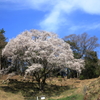宿根の大桜(1) 210327-038