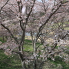 桜舞う　220411-125