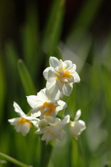 水仙の里 (2) 260217-7054