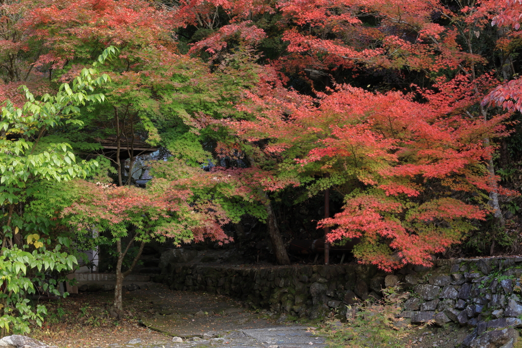 三郎の滝 (1) 251111-084