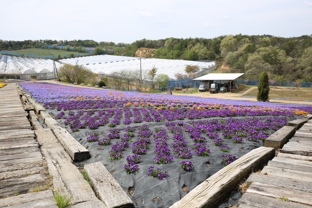 世羅ゆり園(3) 17.4.27