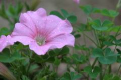 庭の花(2) 170611-2