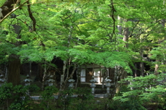 新緑の佛通寺 250426-278