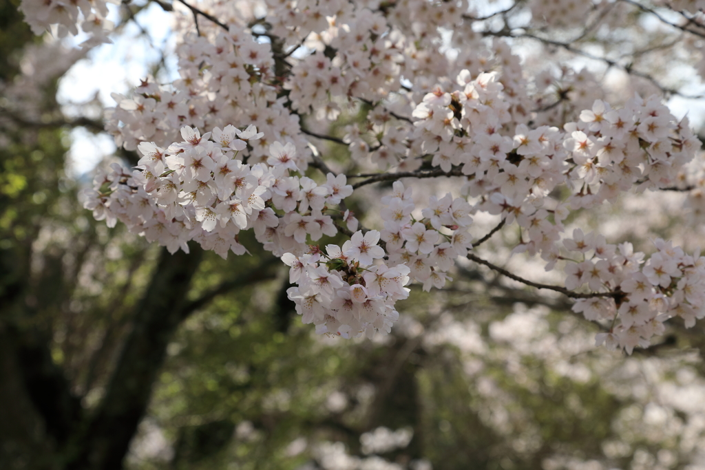 御調八幡宮(5) 190408-003
