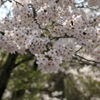 御調八幡宮(5) 190408-003