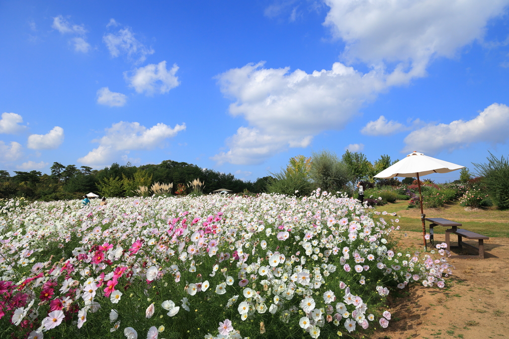 世羅高原花の森 (6) 231016-144