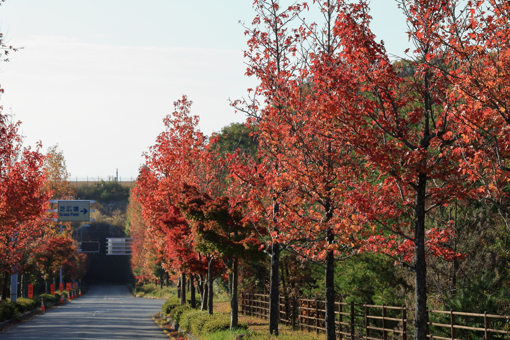 飛行機待っています 251110-034