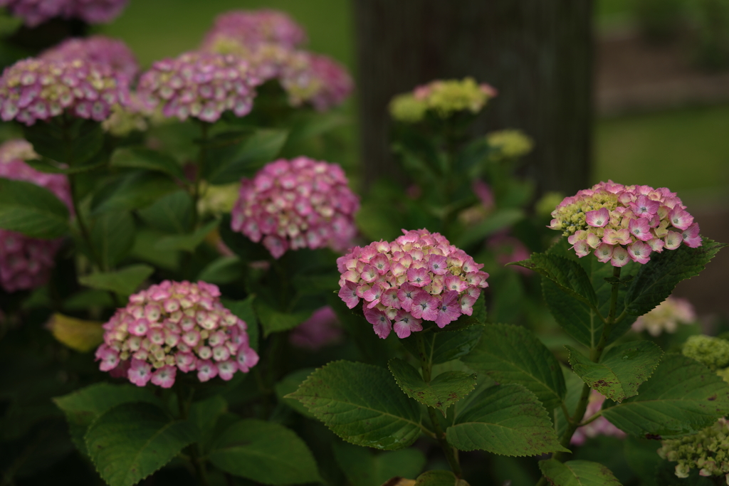 紫陽花(2) 230614-433