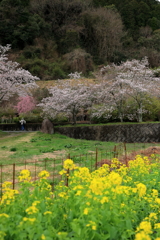 御調八幡宮 (5) 240404-952