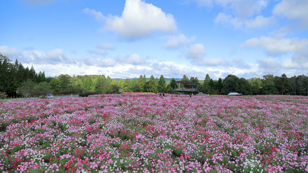 花の広場(コスモス）③ 211017-207