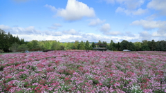 花の広場(コスモス）③ 211017-207