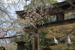 御調八幡宮(3)  190408-986