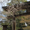 御調八幡宮(3)  190408-986