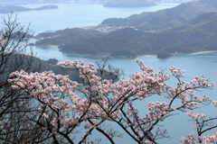 桜と瀬戸内海(1) 17.04.13-