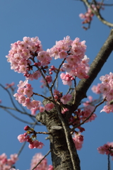 今年は早いぞ！ 180318-733