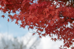 空港沿いの紅葉 191119-612