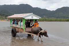水牛車 250131-757