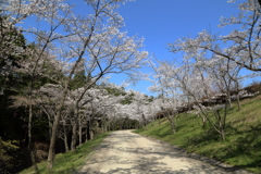 桜まつり(2) 17.4.14