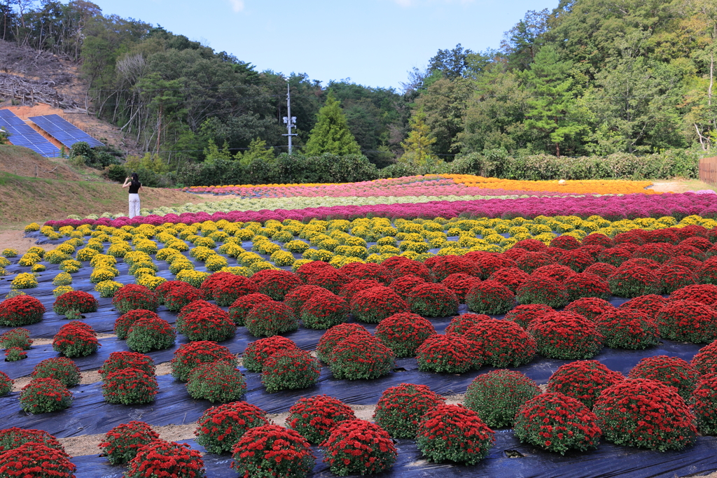 世羅高原農場 (5) 230929-4027