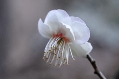 宮浦公園にて (2) 250311-660