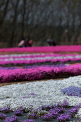 花夢の里(5) 210409-503