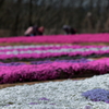 花夢の里(5) 210409-503