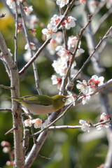 待ち鳥、来る！(2)  180227-462