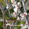 待ち鳥、来る！(2)  180227-462