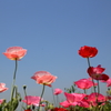 ポピー畑 (5) 16.05.20
