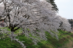 雲南の桜 (1) 250408-938
