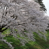 雲南の桜 (1) 250408-938